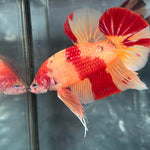 GIANT NEMO/DUO COLOR/NEMO FIRE PLAKAT (CBM-1129) Our Choice