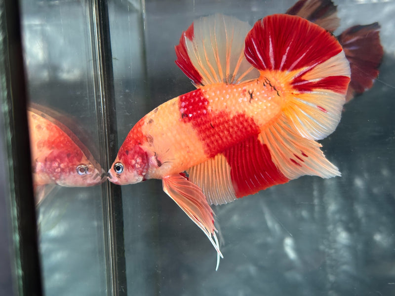 GIANT NEMO/DUO COLOR/NEMO FIRE PLAKAT (CBM-1129)