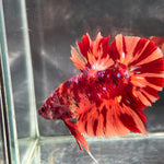 GIANT NEMO/DUO COLOR/NEMO FIRE PLAKAT (CBM-1129) Our Choice