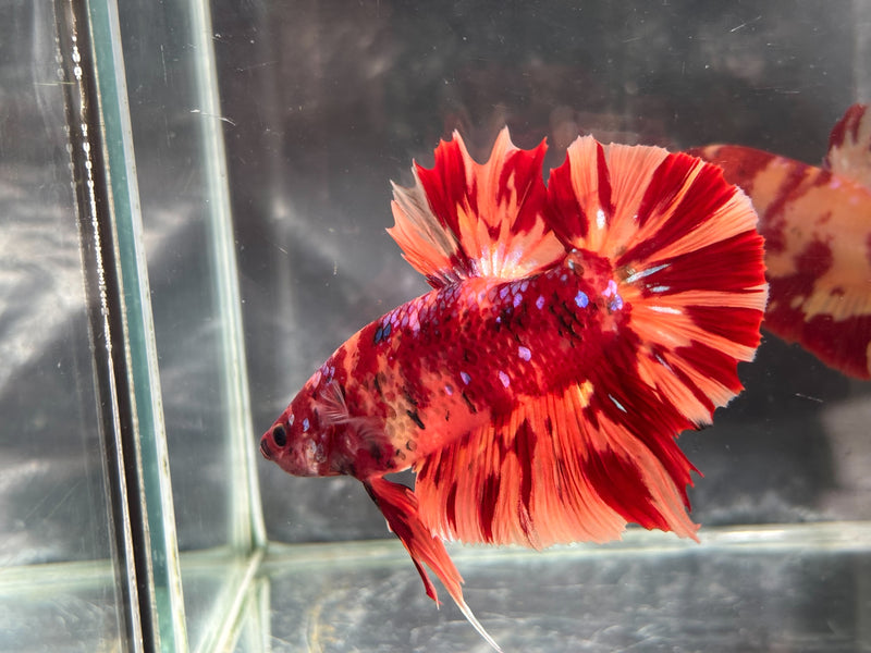 GIANT NEMO/DUO COLOR/NEMO FIRE PLAKAT (CBM-1129)