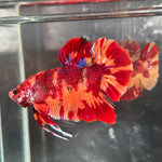 GIANT NEMO/DUO COLOR/NEMO FIRE PLAKAT (CBM-1129) Our Choice