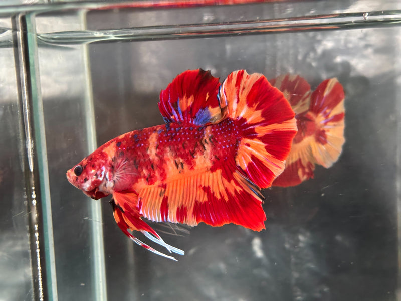 GIANT NEMO/DUO COLOR/NEMO FIRE PLAKAT (CBM-1129)
