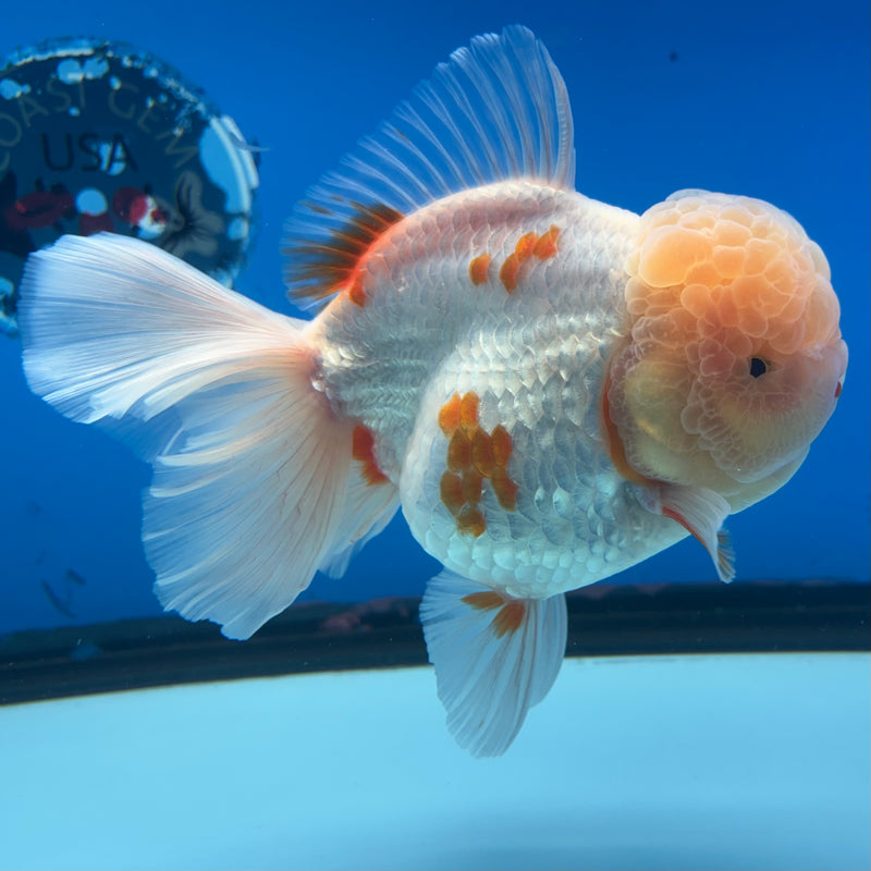 Thai Jumbo Oranda Lemon Head Red/White 4.5” Body Female(CRP-CK-1087)BLUETUB2