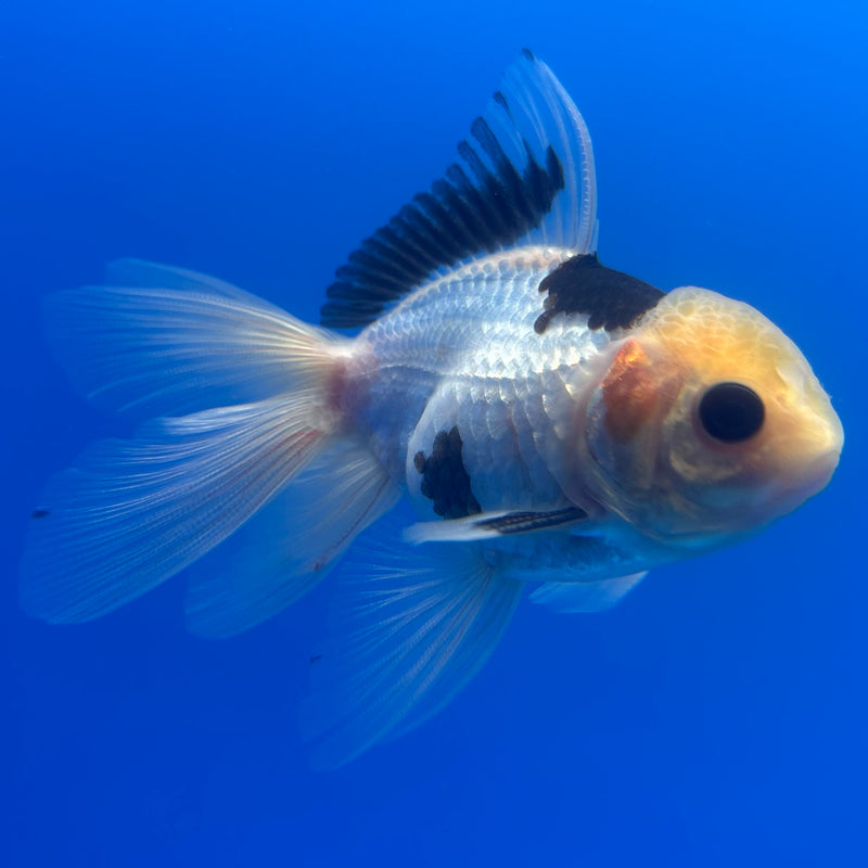 Thai Oranda Lemon Head Button Eye Panda 2.5” Body Male(CK-1258)R3B07