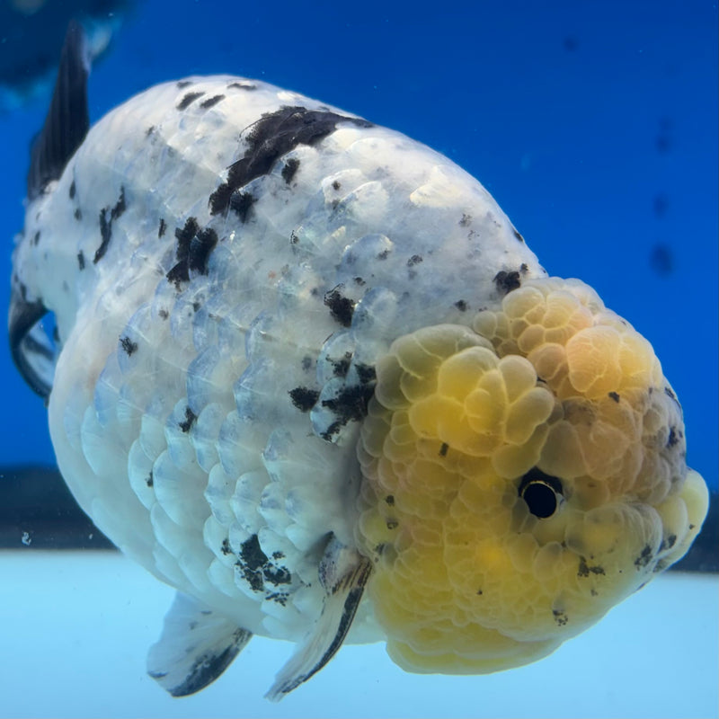 Thai Ranchu Lemon Head White Tiger 4” Body Male(BIN-CK-1038)R1BLUETUB2