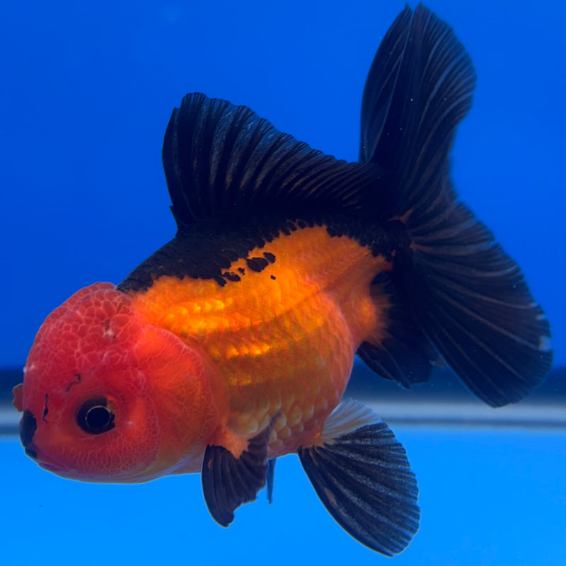 Thai Oranda Apache 3” Body Male(CK-726)R1A02