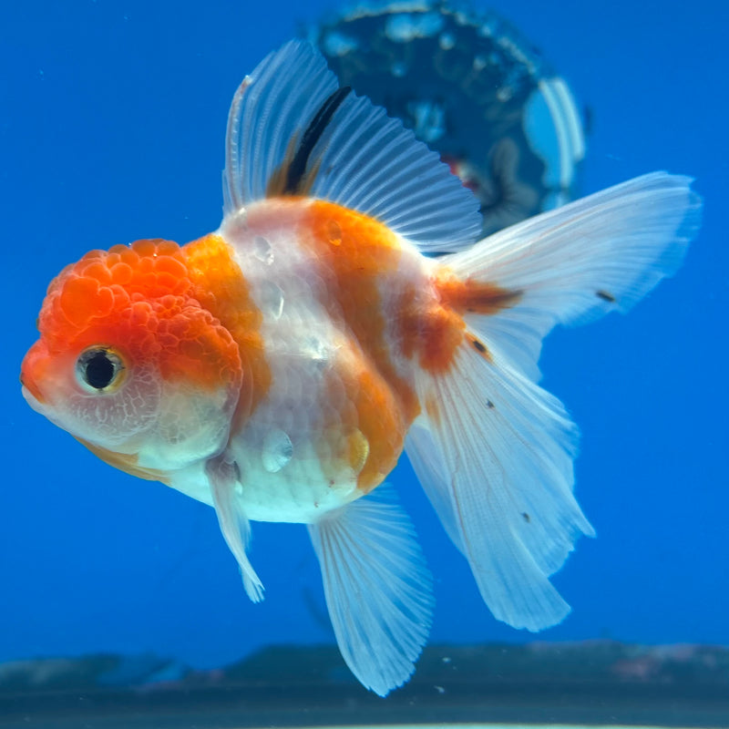 Thai Oranda Tri-Color Calico 3” Body Female(CK-961)R3B12