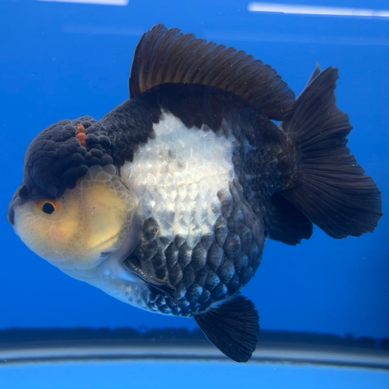 Thai Premium Oranda Yuanbao Panda 4” Body Male(CK-746)R1BlueTub4