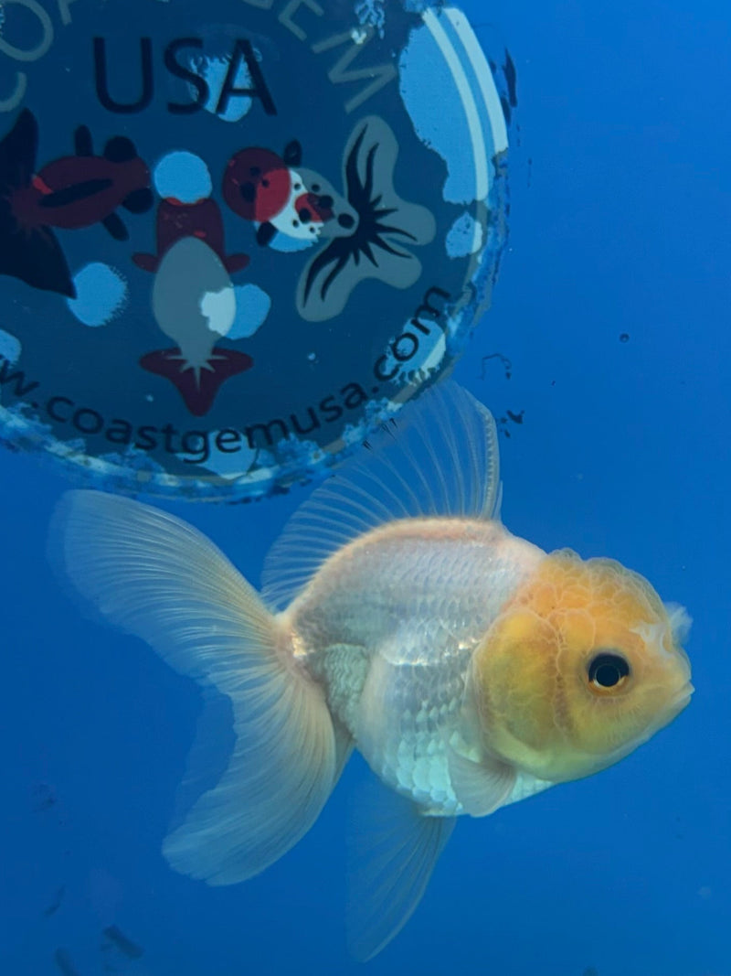 Thai Oranda Lemonhead 2.5” Female (FEB-267)R3A09