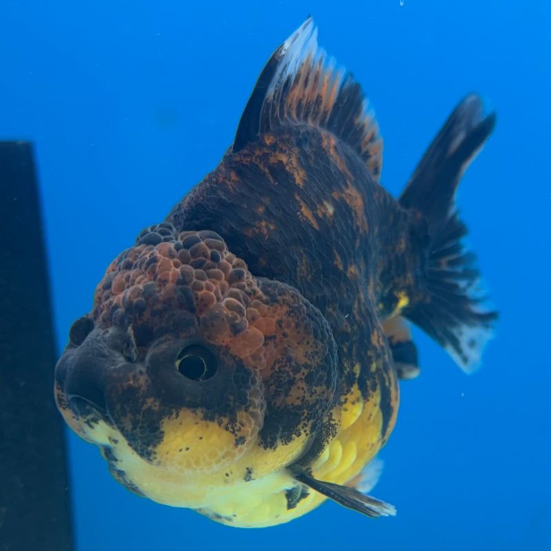 Thai Oranda SHOGUN 3” Body Male(CK-1143)R3A15