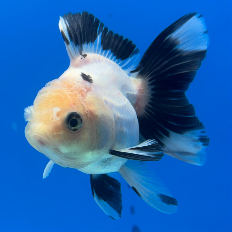 Thai Oranda NOK Panda 2.5” Body Male(NOK-CK-1179)R3B16