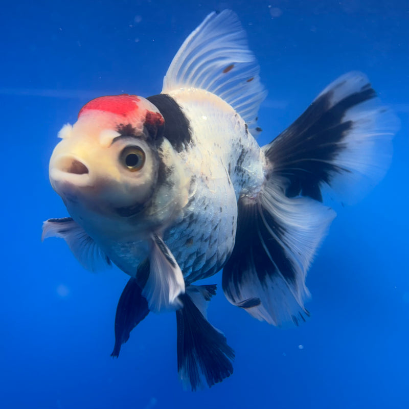 Thai Oranda Tri-Color 4” Body Female(CK-819)R1A07