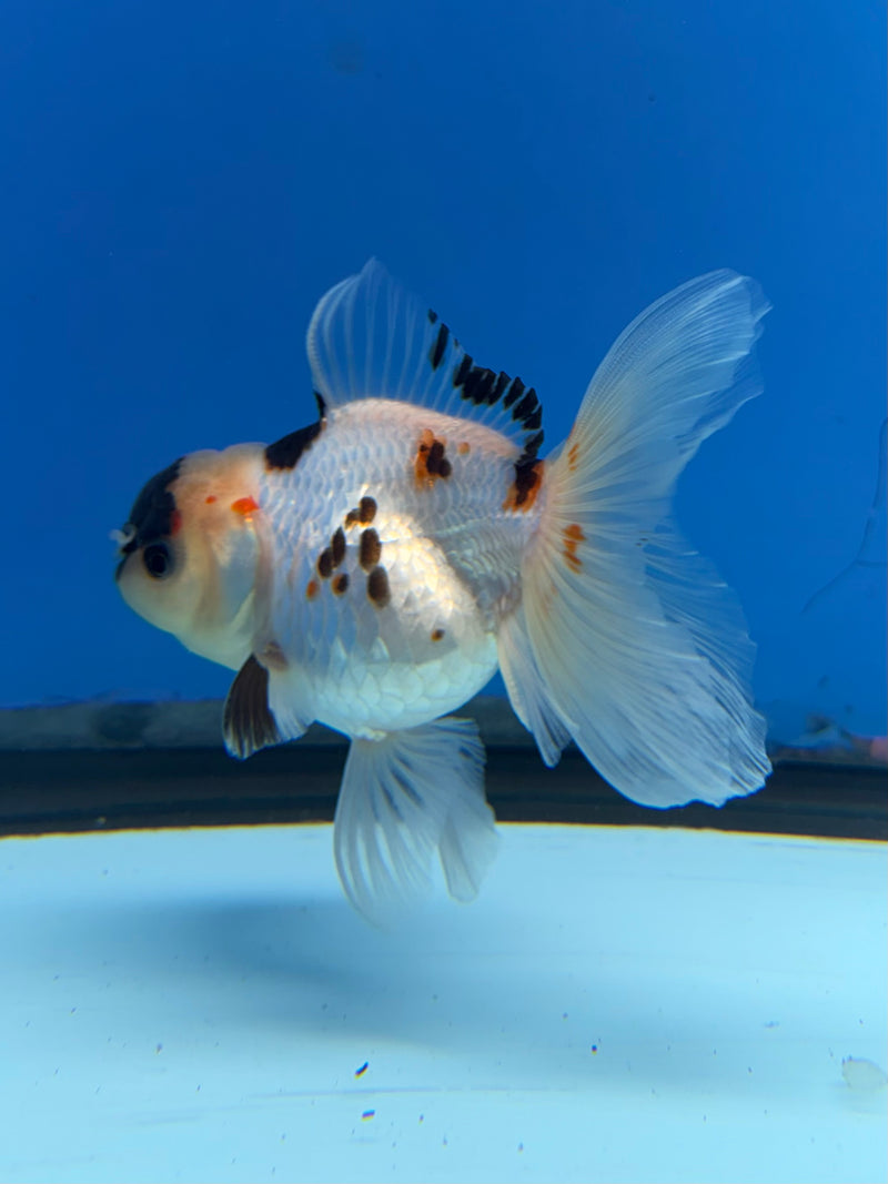 Thai Oranda Tri Panda 2.5” Female (FEB-266)R3A09