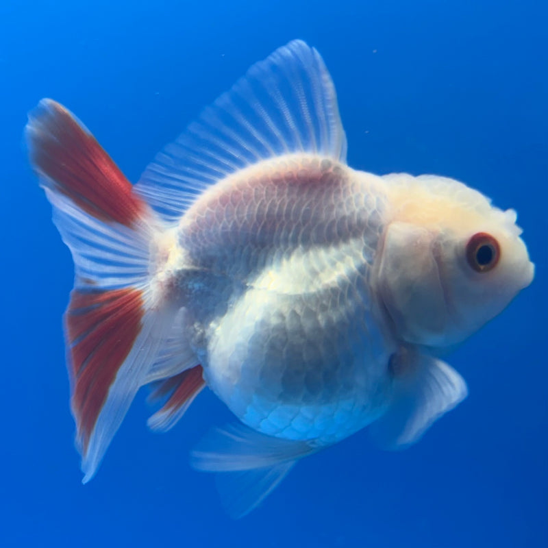 Thai Oranda Red/White 2.5” Body Female(CK-1000)R3B20