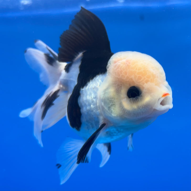 Thai Oranda Panda 3” Body Male(CK-1380)R1B11