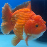 Thai Oranda JUMBO Red/White 4” Body Male(CK-1471)R2B14