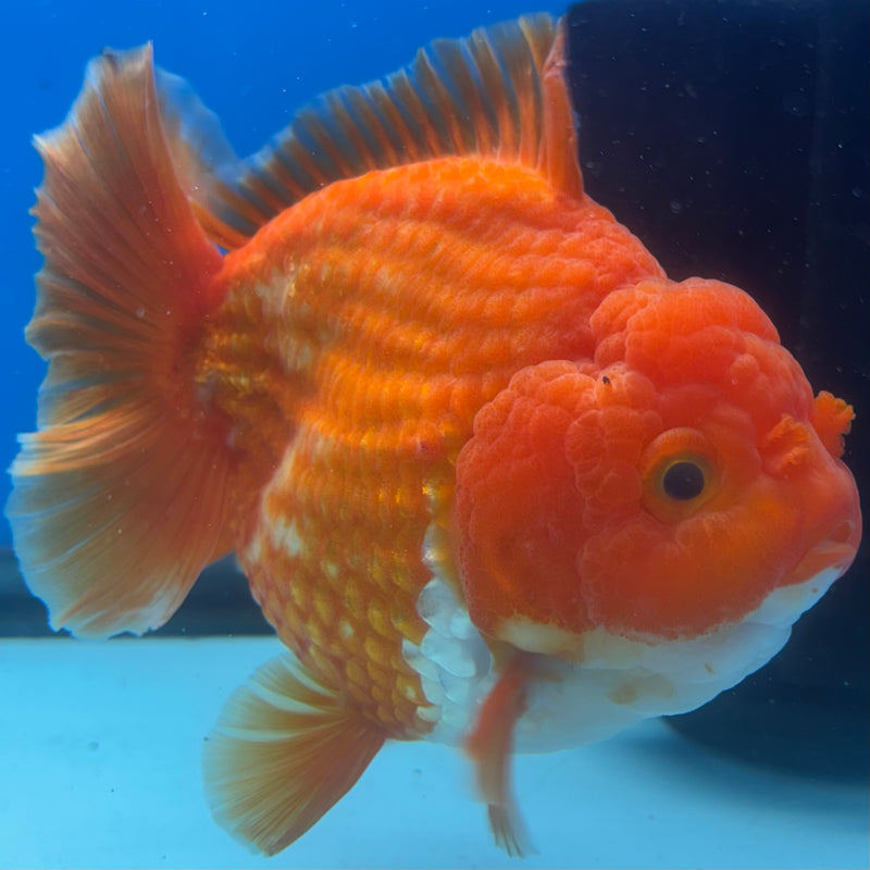 Thai Oranda JUMBO Red/White 4” Body Male(CK-1471)R2B14