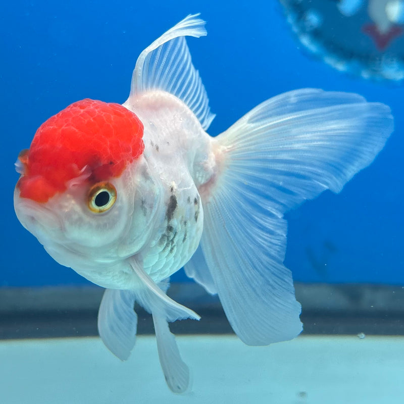 Thai Oranda White Body Red Cap 2.5” Body Female(CK-1025)R3B11