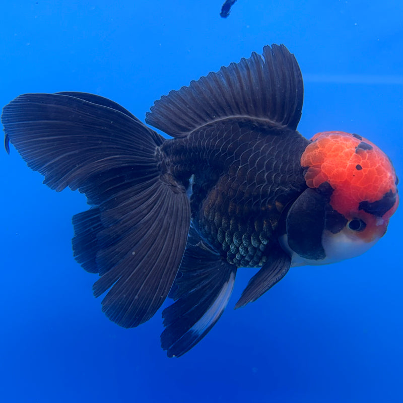 Thai Oranda Tri-Color 3” Body Male(CK-708)R1A05