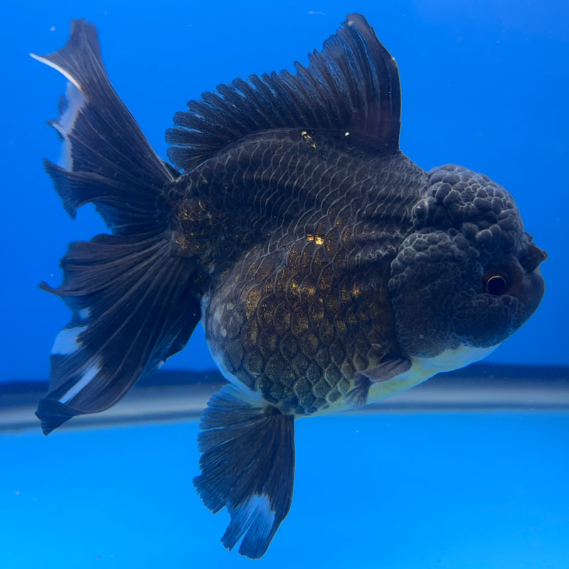 Thai Oranda Full Black 4” Body Male(CK-818)R1B04