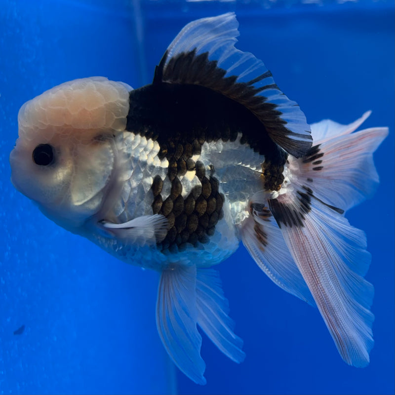 Thai Oranda Panda 3” Body Male(CK-1375)R1B11