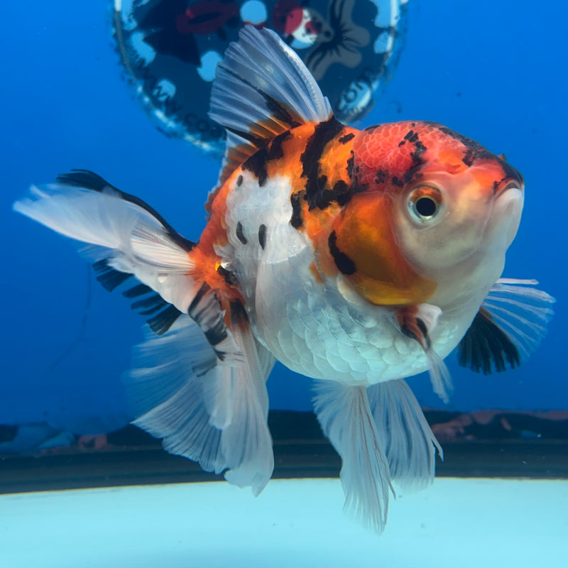 Thai Oranda Tri-Color Tiger Calico 3.5” Body Female(BIN-CK-1060)SHOWTANK2