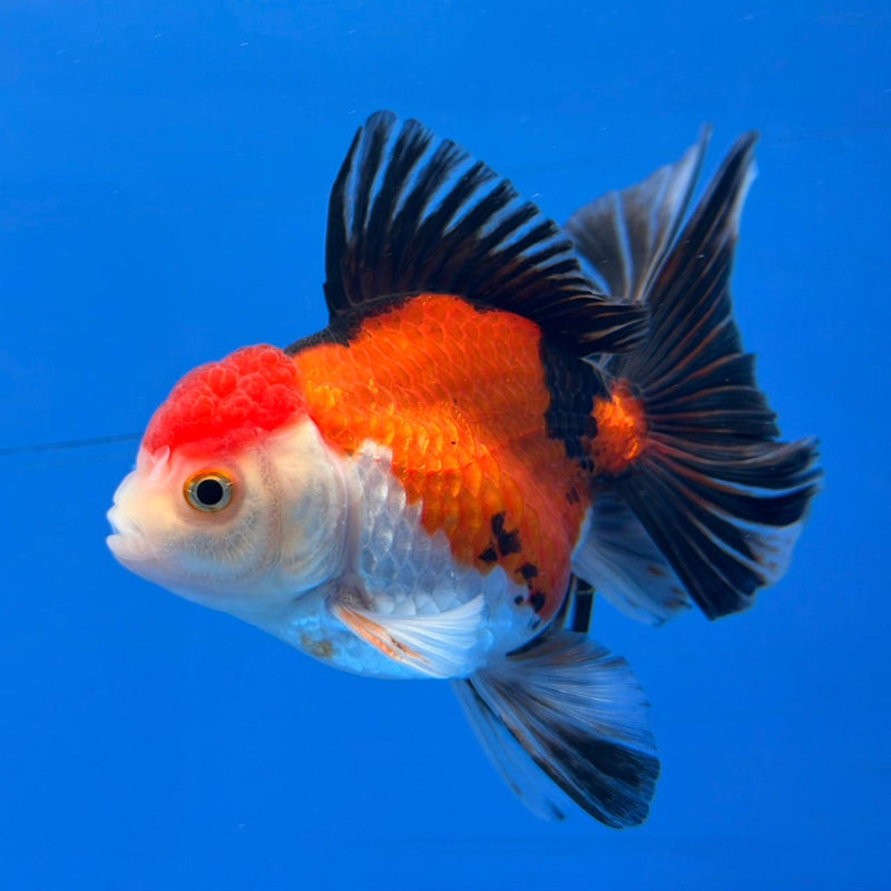 (KP-250) Tri Color Oranda Medium Breed Butterfly Tail 3'' Male R3B11