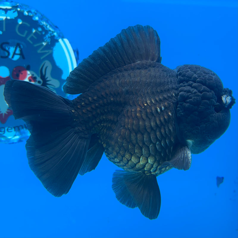 Thai Oranda Full Black 3.5” Body Male(CK-1495)R2B21