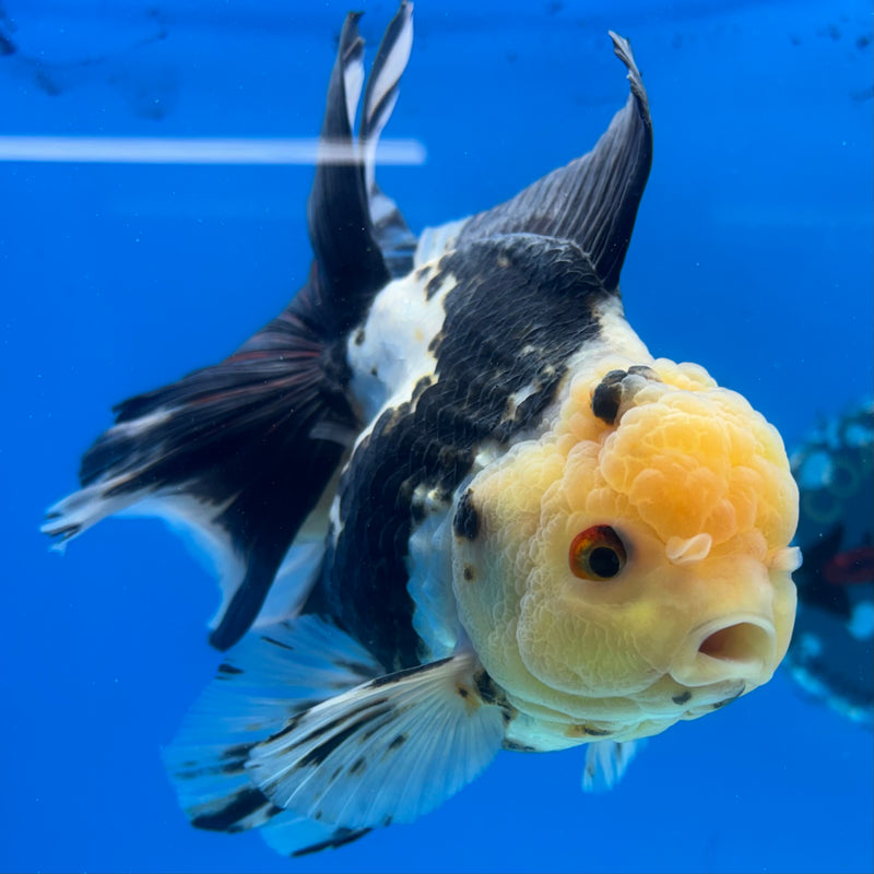 Thai Oranda Lemon Head Panda 4” Body Female(CK-1483)R2B17