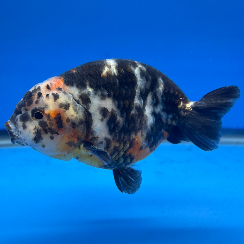 Chinese Ranchu Calico 4” Body Male(CK-1460)R2A07