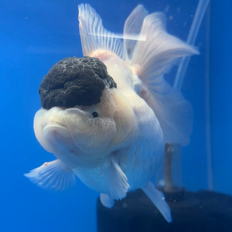 Thai Oranda NOK AA Medium Breed Peacock Tail Panda 4” Body Female(CK-806)R1A08