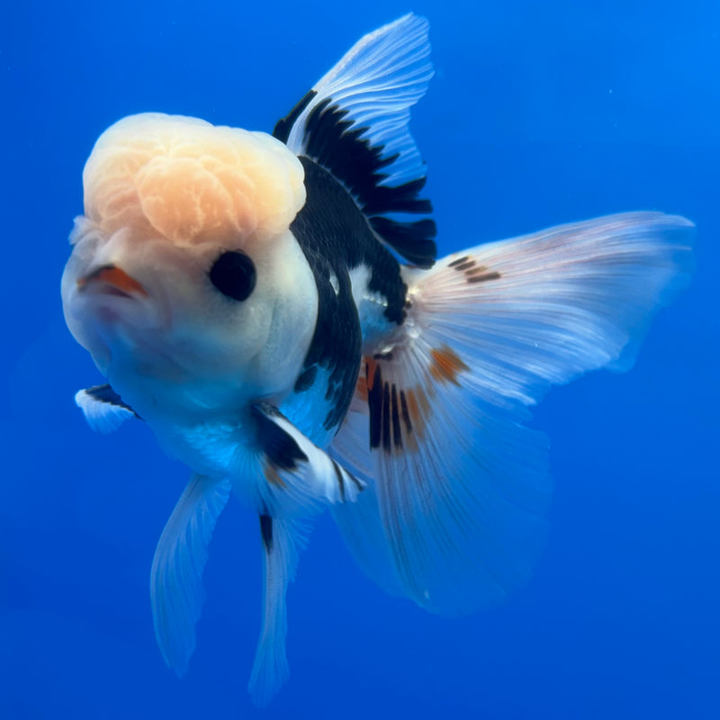 Thai Oranda Panda 3” Body Male(CK-1378)R1B11