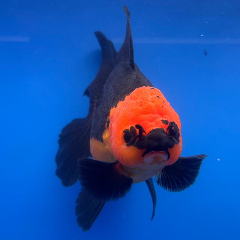 Thai Oranda Apache 4” Body Female(CK-816)R1A04