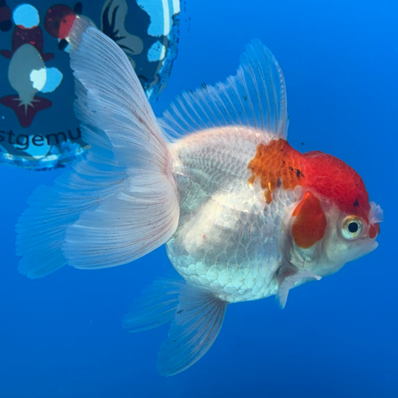Thai Oranda Red/White 3” Body Female(CK-956)R3B13