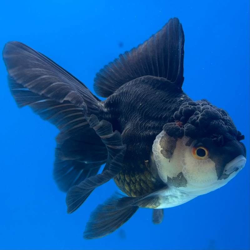 Thai Oranda Panda 3” Body Male(CK-1409)R1B09
