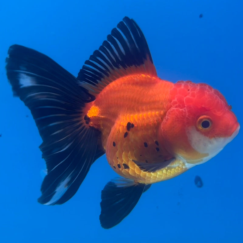 Thai Oranda Apache 3” Body Female(CK-1415)R3A12