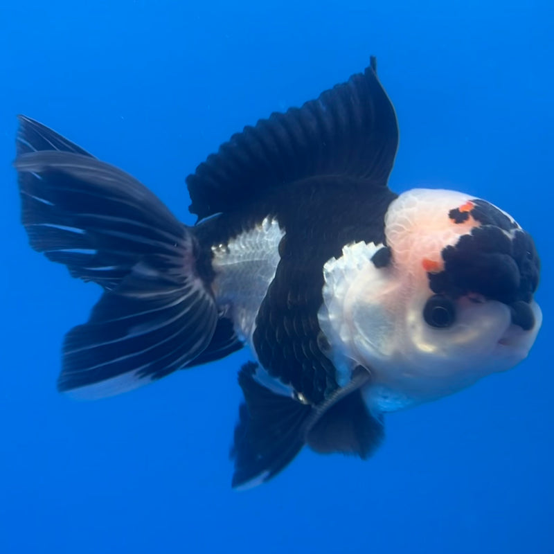 Thai Oranda Panda 3” Body Male(CK-1221)R1A09