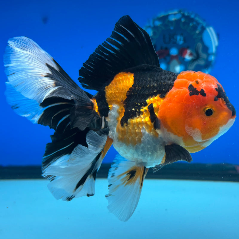 Thai Oranda Apache 3.5” Body Male(CK-1505)R2A03