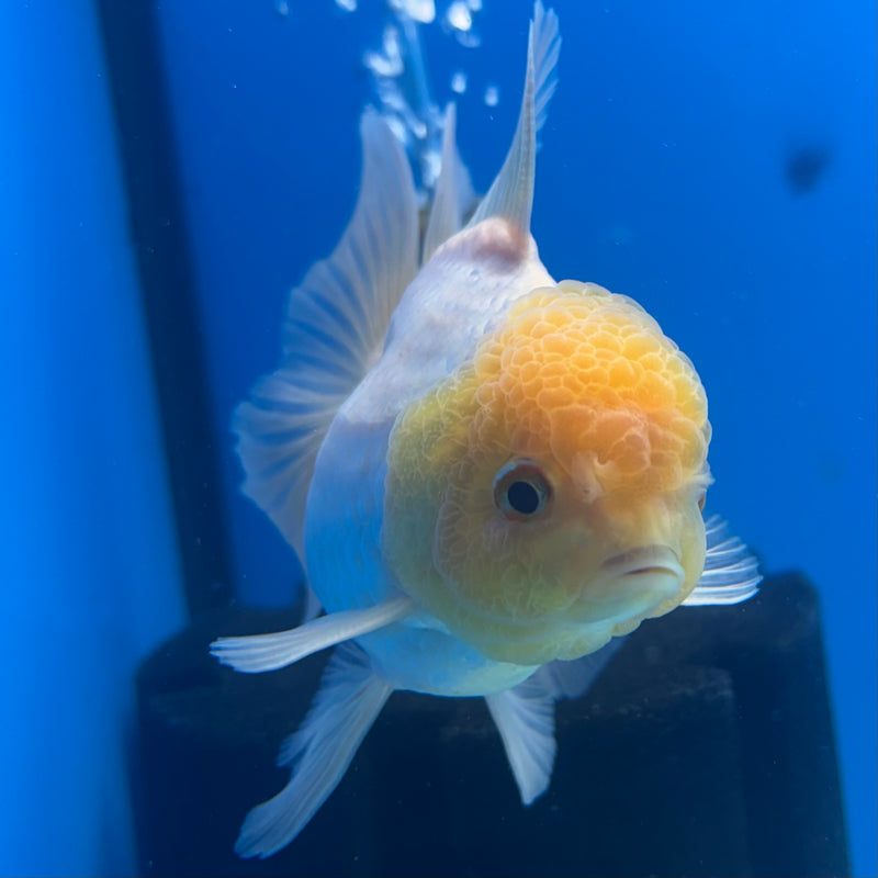 Thai Oranda Lemon Head White 3” Body Male(CK-901)R3A12