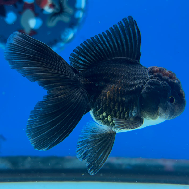 Thai Oranda Tri-Color 2” Body Male(CK-1009)R3B16