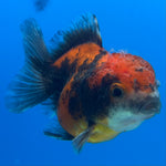 Thai Oranda Calico Yuanbao by SHOGUN 2” Body Female(CK-1593)R3B08