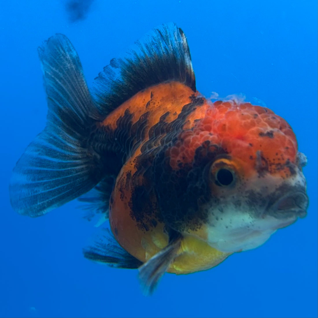Thai Oranda Calico Yuanbao by SHOGUN 2” Body Female(CK-1593)R3B08