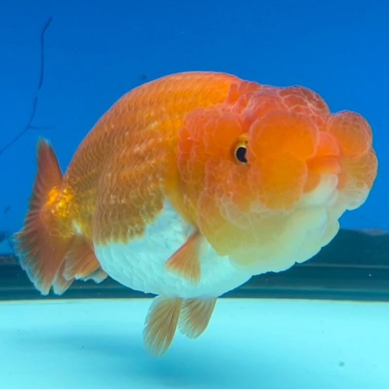 Thai Ranchu Red/White 3.5” Body Male(CK-1121)R1B05