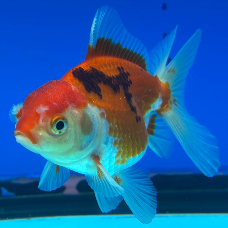 Thai Oranda Tri-Color 2.5” Body Female(CK-858)R3B16