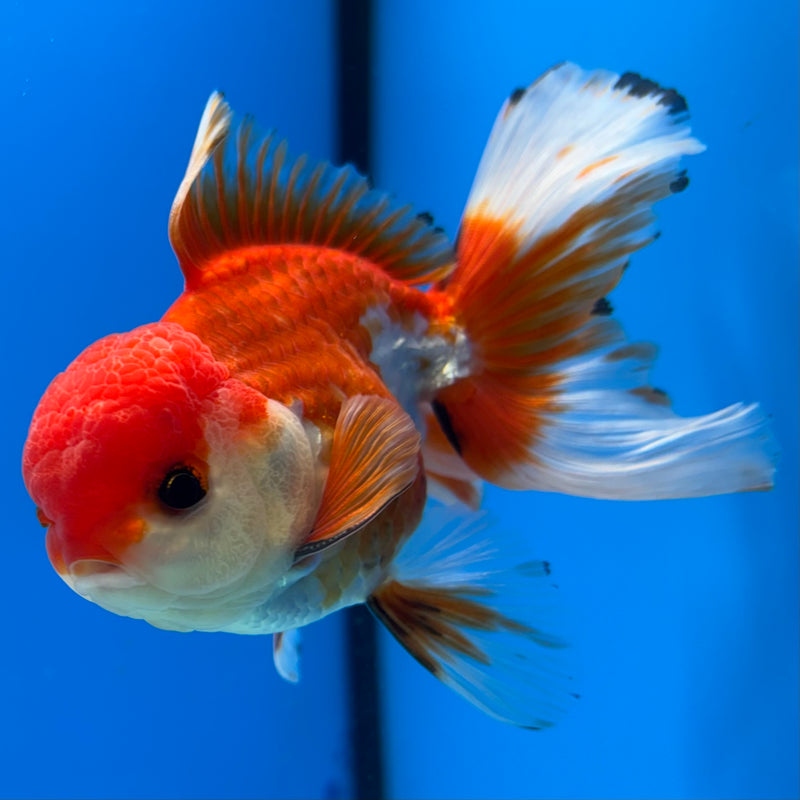Thai Oranda Tri-Color/Apache 2.5” Body Male(CK-857)R3B17