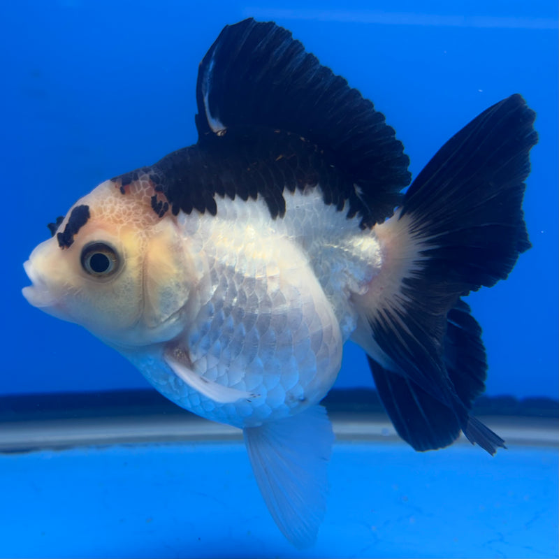Thai Oranda Panda 4” Body Female(CK-817)R1B04