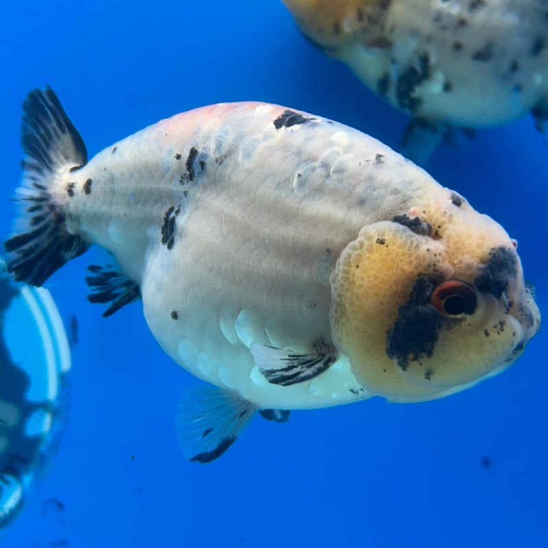 Premium Fancy Goldfish Ranchu White Cow 3.5” Body (JCD-196)R2C05