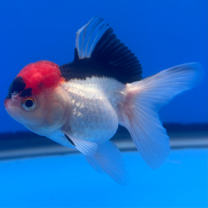 Thai Oranda Tri-Color 2.5” Body Female(CK-1257)R3B07