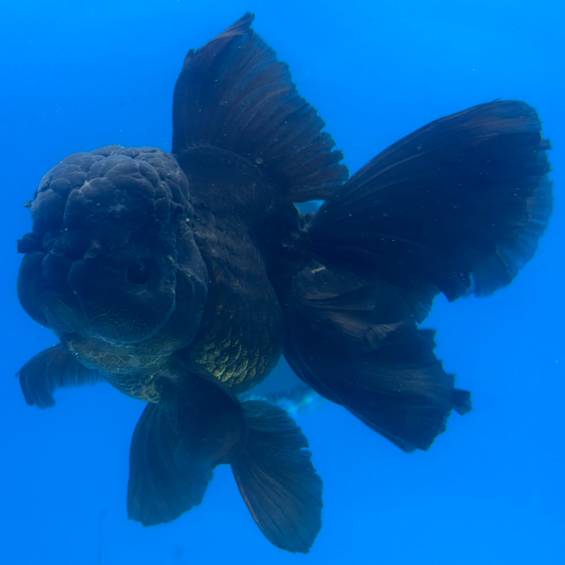 Thai Oranda JUMBO Full Black 4” Body Female(CK-1365)SHOWTANK2