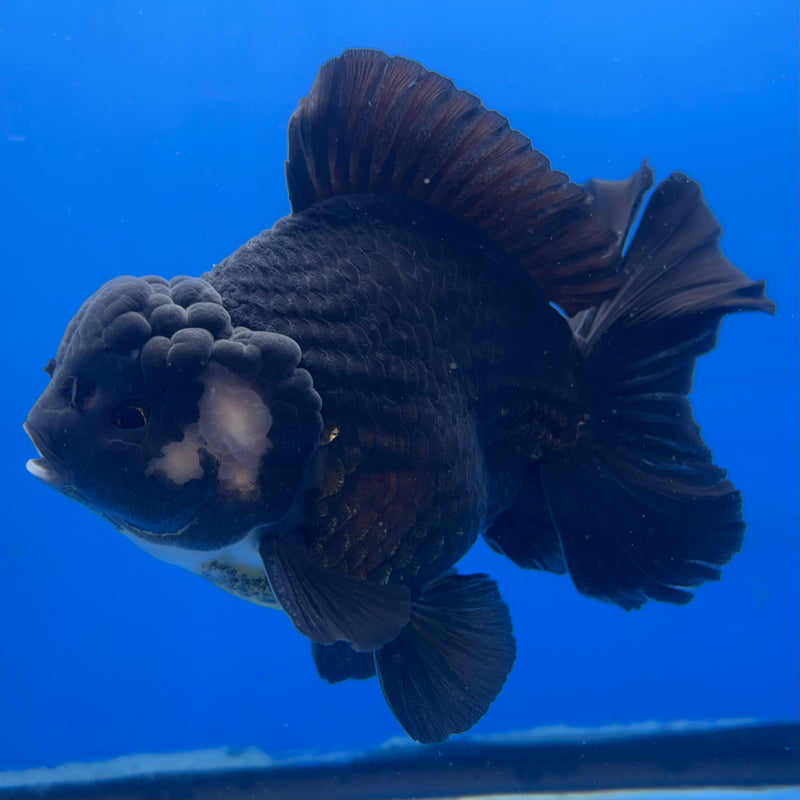Thai Oranda Panda 4” Body Male(CK-833)R1A11